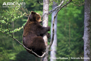 Illustration for article titled Thursidae - Ursus arctos Edition